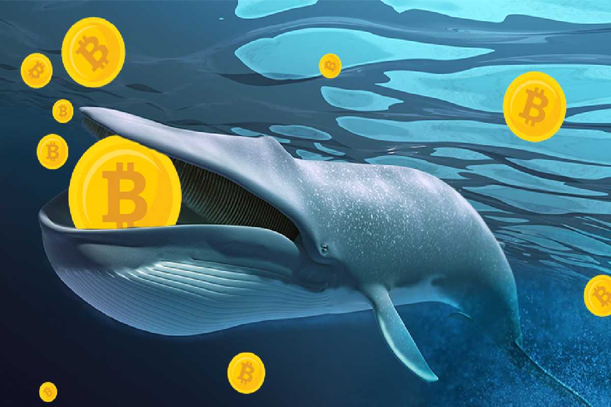 Bitcoin Whales are Still Skeptical